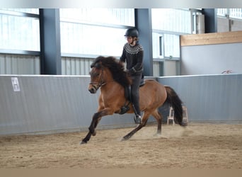 Caballos islandeses, Caballo castrado, 7 años, 140 cm, Castaño