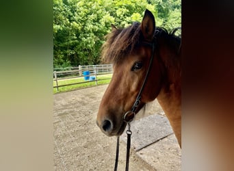 Caballos islandeses, Caballo castrado, 7 años, 140 cm, Castaño