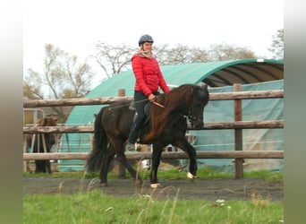 Caballos islandeses, Caballo castrado, 7 años, 140 cm, Negro