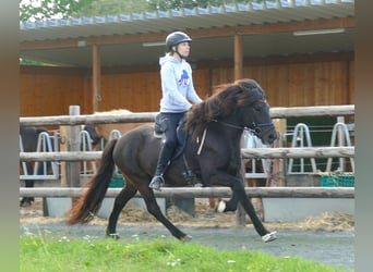 Caballos islandeses, Caballo castrado, 7 años, 140 cm, Negro