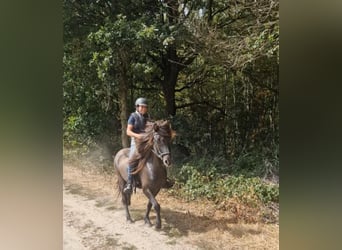 Caballos islandeses, Caballo castrado, 7 años, 141 cm, Bayo