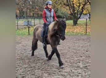Caballos islandeses, Caballo castrado, 7 años, 141 cm, Bayo