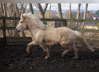 Caballos islandeses, Caballo castrado, 7 años, 141 cm, Palomino