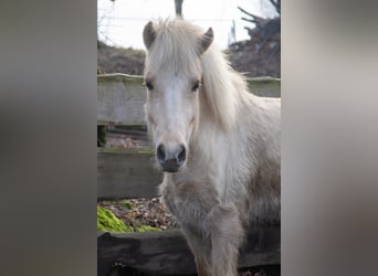 Caballos islandeses, Caballo castrado, 7 años, 141 cm, Palomino