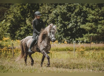 Caballos islandeses, Caballo castrado, 7 años, 141 cm, Tordo rodado