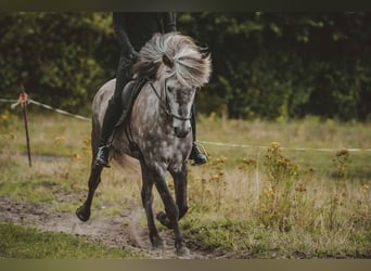 Caballos islandeses, Caballo castrado, 7 años, 141 cm, Tordo rodado