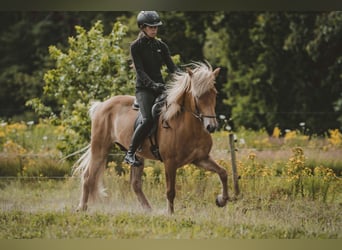 Caballos islandeses, Caballo castrado, 7 años, 142 cm, Alazán