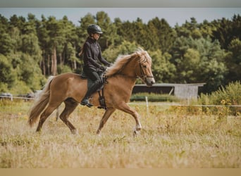 Caballos islandeses, Caballo castrado, 7 años, 142 cm, Alazán