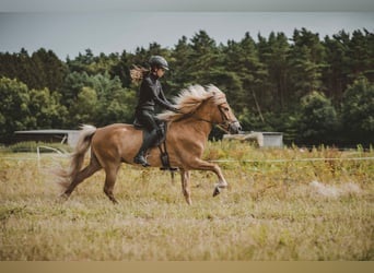 Caballos islandeses, Caballo castrado, 7 años, 142 cm, Alazán