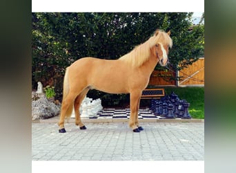 Caballos islandeses, Caballo castrado, 7 años, 142 cm, Bayo