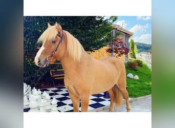 Caballos islandeses, Caballo castrado, 7 años, 142 cm, Bayo