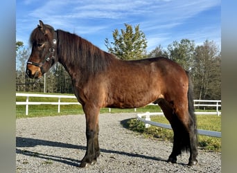 Caballos islandeses, Caballo castrado, 7 años, 142 cm, Castaño