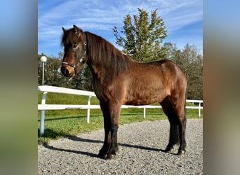 Caballos islandeses, Caballo castrado, 7 años, 142 cm, Castaño