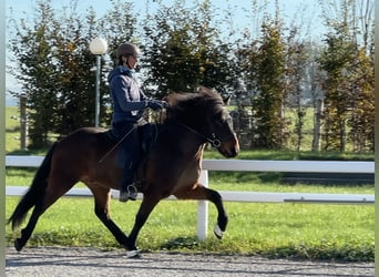 Caballos islandeses, Caballo castrado, 7 años, 142 cm, Castaño