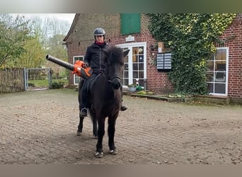 Caballos islandeses, Caballo castrado, 7 años, 142 cm, Castaño