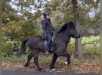 Caballos islandeses, Caballo castrado, 7 años, 142 cm, Castaño