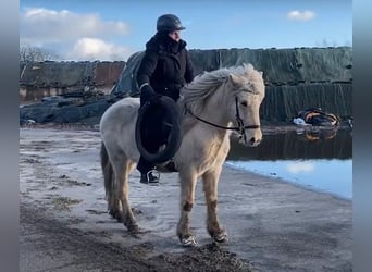 Caballos islandeses, Caballo castrado, 7 años, 142 cm, Palomino