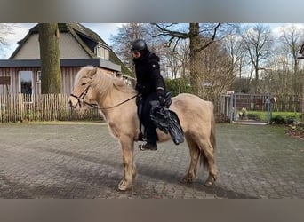 Caballos islandeses, Caballo castrado, 7 años, 142 cm, Palomino