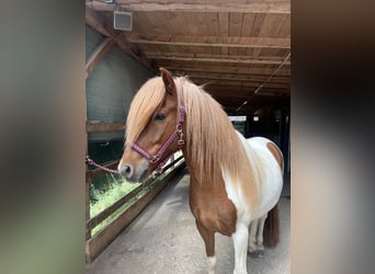 Caballos islandeses, Caballo castrado, 7 años, 142 cm, Pío