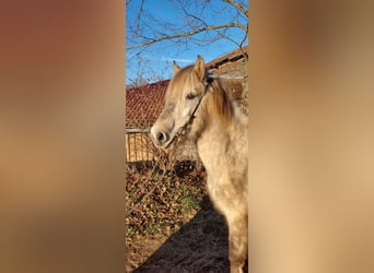 Caballos islandeses, Caballo castrado, 7 años, 142 cm, Tordo