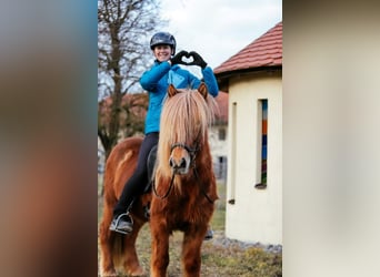 Caballos islandeses, Caballo castrado, 7 años, 143 cm, Alazán