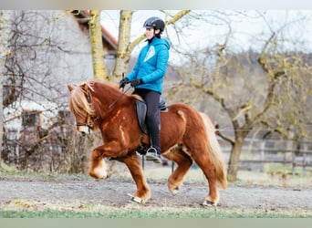 Caballos islandeses, Caballo castrado, 7 años, 143 cm, Alazán