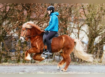 Caballos islandeses, Caballo castrado, 7 años, 143 cm, Alazán