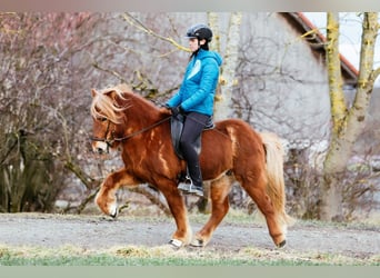 Caballos islandeses, Caballo castrado, 7 años, 143 cm, Alazán