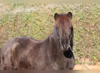 Caballos islandeses, Caballo castrado, 7 años, 143 cm, Negro