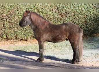 Caballos islandeses, Caballo castrado, 7 años, 143 cm, Negro