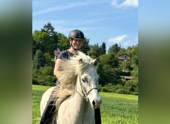 Caballos islandeses, Caballo castrado, 7 años, 144 cm, Tordo ruano