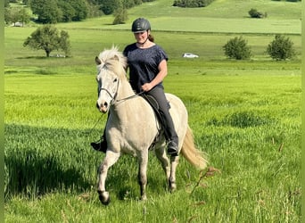 Caballos islandeses, Caballo castrado, 7 años, 144 cm, Tordo ruano