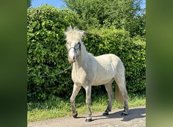 Caballos islandeses, Caballo castrado, 7 años, 144 cm, Tordo ruano