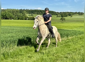 Caballos islandeses, Caballo castrado, 7 años, 144 cm, Tordo ruano