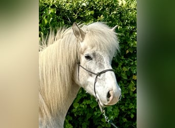 Caballos islandeses, Caballo castrado, 7 años, 144 cm, Tordo ruano