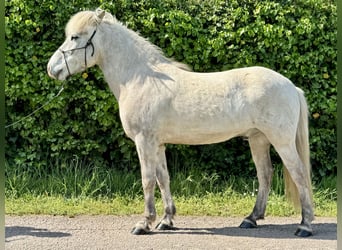 Caballos islandeses, Caballo castrado, 7 años, 144 cm, Tordo ruano