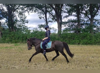 Caballos islandeses, Caballo castrado, 7 años, 145 cm, Morcillo
