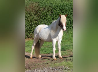 Caballos islandeses, Caballo castrado, 7 años, 145 cm, Pío
