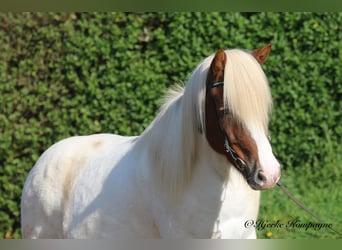 Caballos islandeses, Caballo castrado, 7 años, 145 cm, Pío