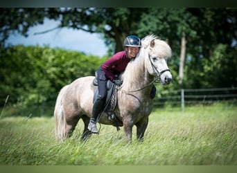 Caballos islandeses, Caballo castrado, 7 años, 145 cm, Tordo