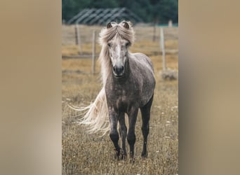 Caballos islandeses, Caballo castrado, 7 años, 145 cm, Tordo