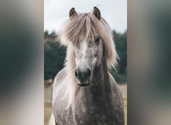 Caballos islandeses, Caballo castrado, 7 años, 145 cm, Tordo