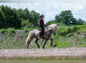 Caballos islandeses, Caballo castrado, 7 años, 145 cm, Tordo