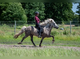 Caballos islandeses, Caballo castrado, 7 años, 145 cm, Tordo