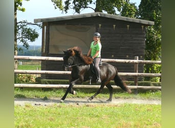 Caballos islandeses, Caballo castrado, 7 años, 146 cm, Negro