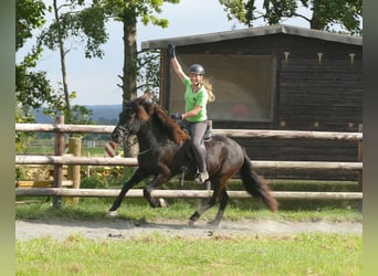 Caballos islandeses, Caballo castrado, 7 años, 146 cm, Negro