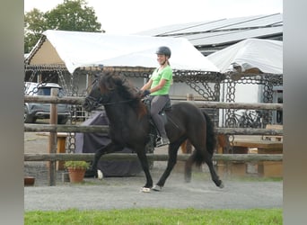 Caballos islandeses, Caballo castrado, 7 años, 146 cm, Negro