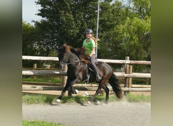 Caballos islandeses, Caballo castrado, 7 años, 146 cm, Negro