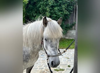 Caballos islandeses, Caballo castrado, 7 años, 146 cm, Tordo rodado