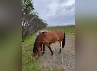 Caballos islandeses, Caballo castrado, 7 años, 147 cm, Castaño rojizo